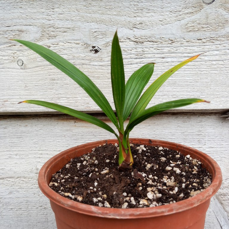Brahea dulcis