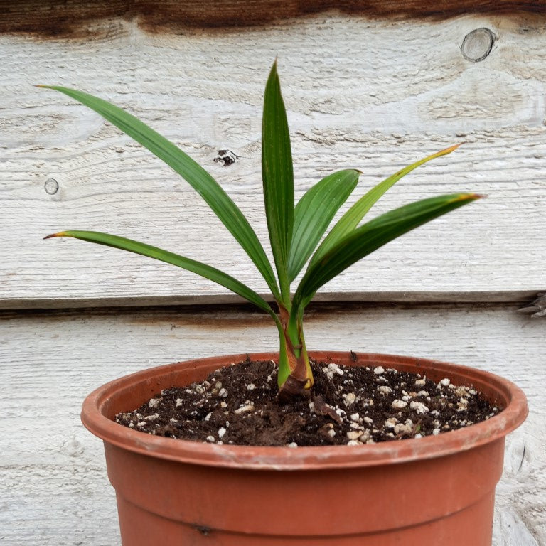 Brahea dulcis