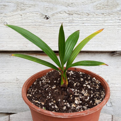 Brahea dulcis