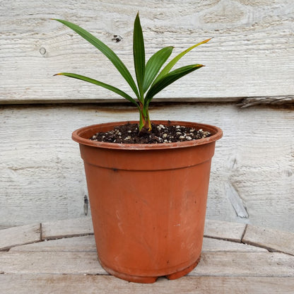 Brahea dulcis