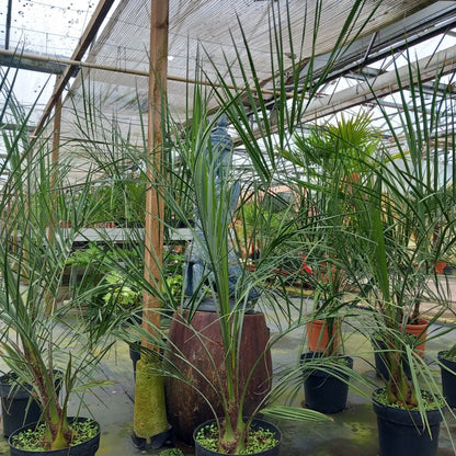 butia capitata