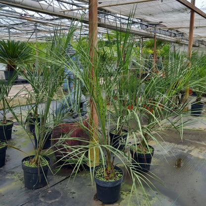 butia capitata