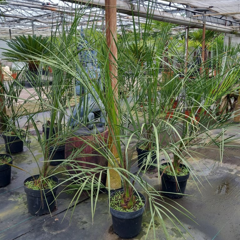 butia capitata