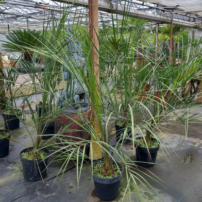 butia capitata