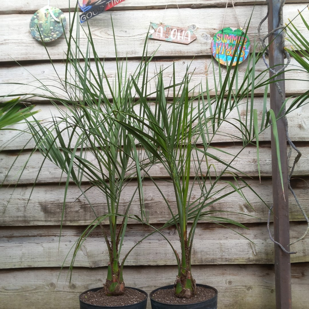 Butia capitata, stem/plant/total 20/130/150 cm, pot 9 ltr.