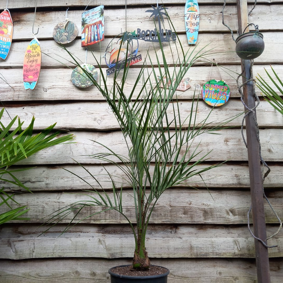 Butia capitata, stem/plant/total 25/145/170 cm, pot Ø 30 cm