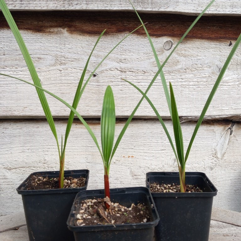 chamaerops humilis vulcano