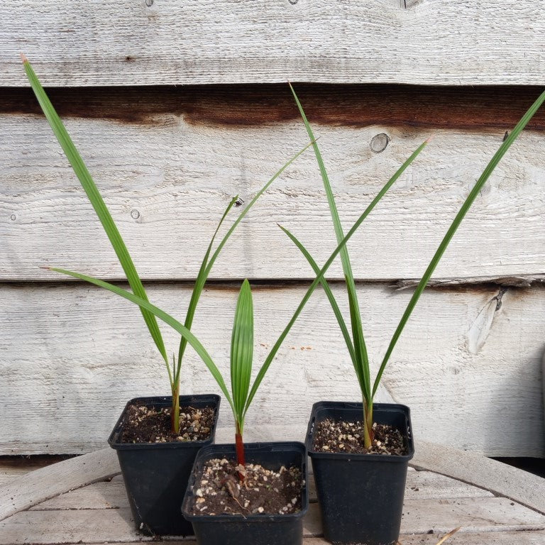 chamaerops humilis vulcan