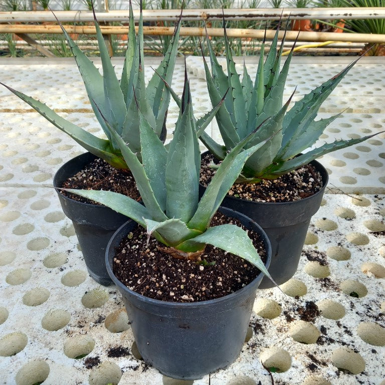 Agave parryi sp. neomexicana