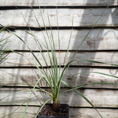 Dasylirion parryanum, total 130 cm, 10 ltr. pot (No. 1)