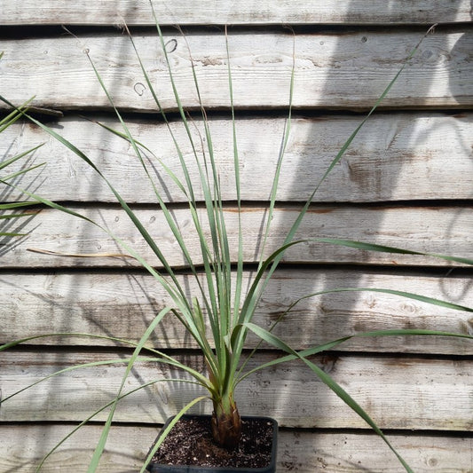 Dasylirion parryanum, total 130 cm, 10 ltr. pot (No. 1)