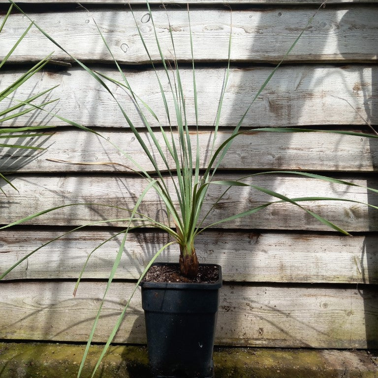 Dasylirion parryanum, total 130 cm, 10 ltr. pot (No. 1)