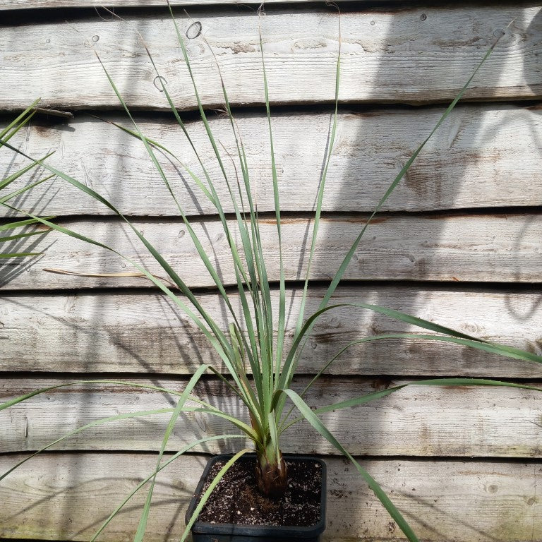 Dasylirion parryanum, total 130 cm, 10 ltr. pot (No. 1)