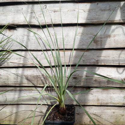 Dasylirion parryanum, total 130 cm, 10 ltr. pot (No. 1)