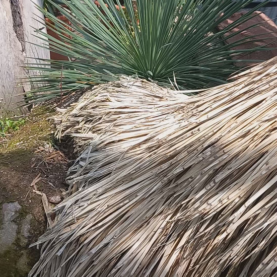 Yucca linearifolia, untrimmed curved form, 2 heads, pot Ø 75 cm 