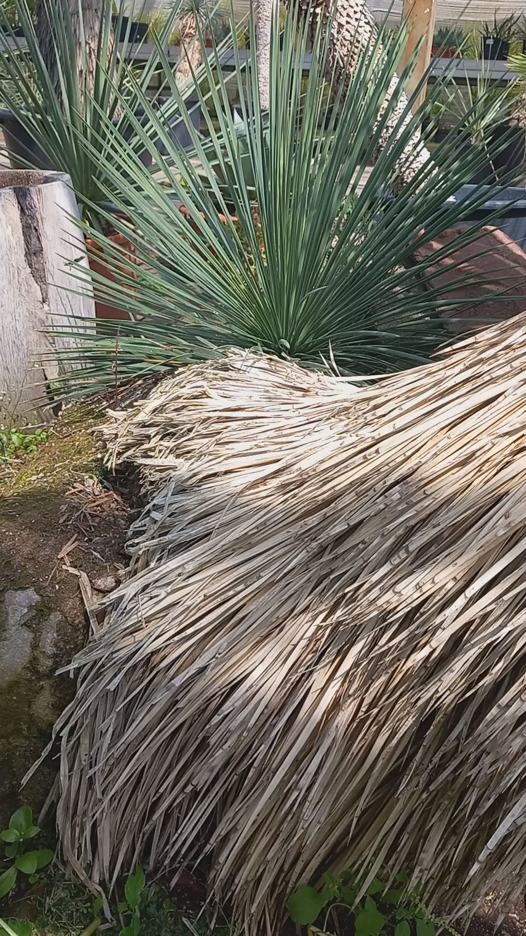Yucca linearifolia, untrimmed curved form, 2 heads, pot Ø 75 cm 