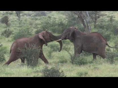 DVD Samburu, Buffalo Springs and Shaba National Park in Kenia