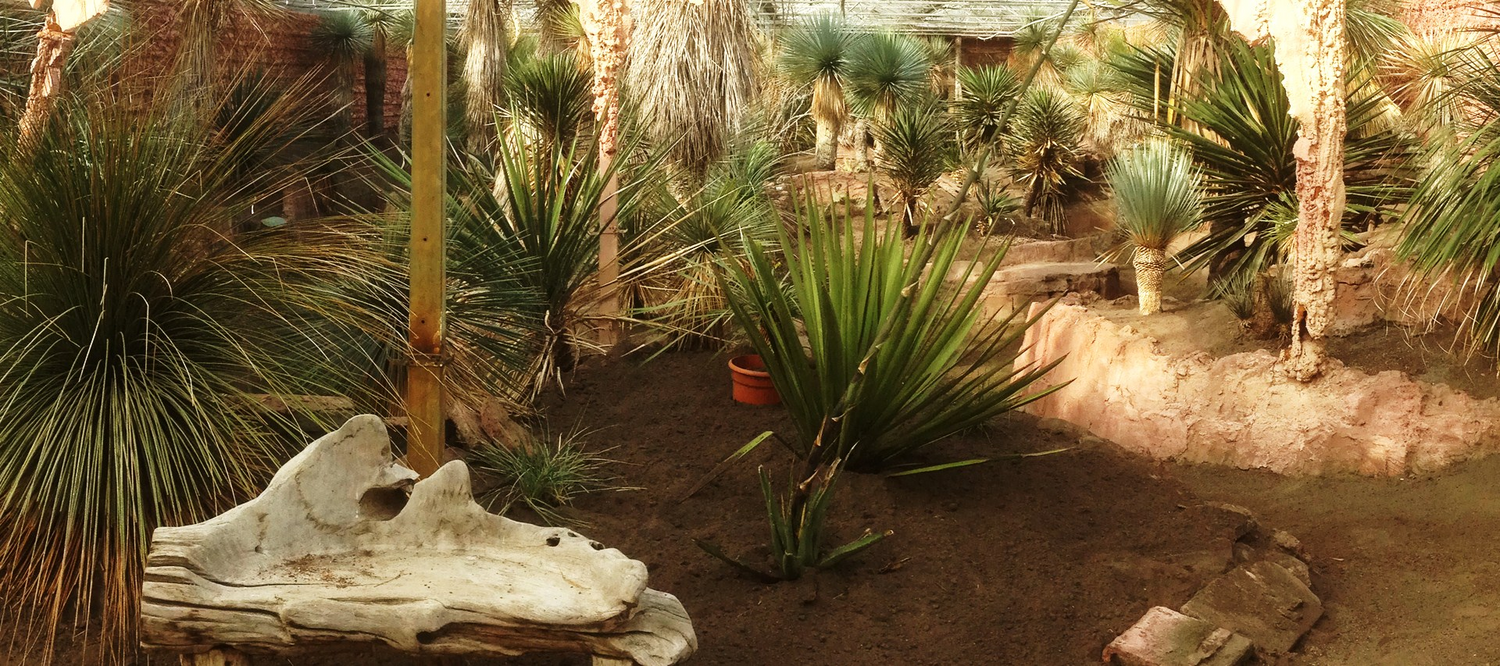 Click here for our desert plants