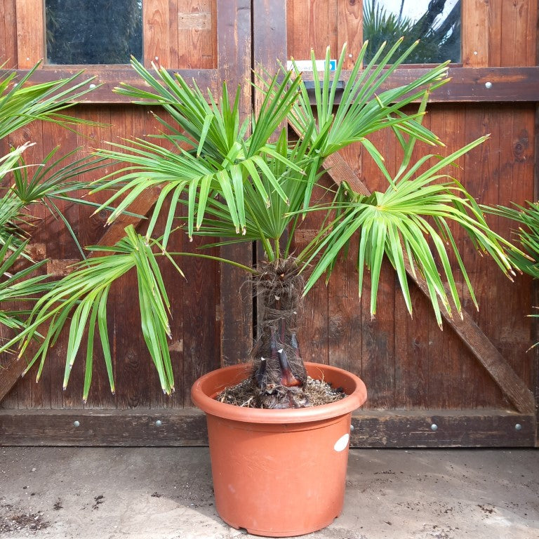 Trachycarpus fortunei, 40 cm trunk/stam
