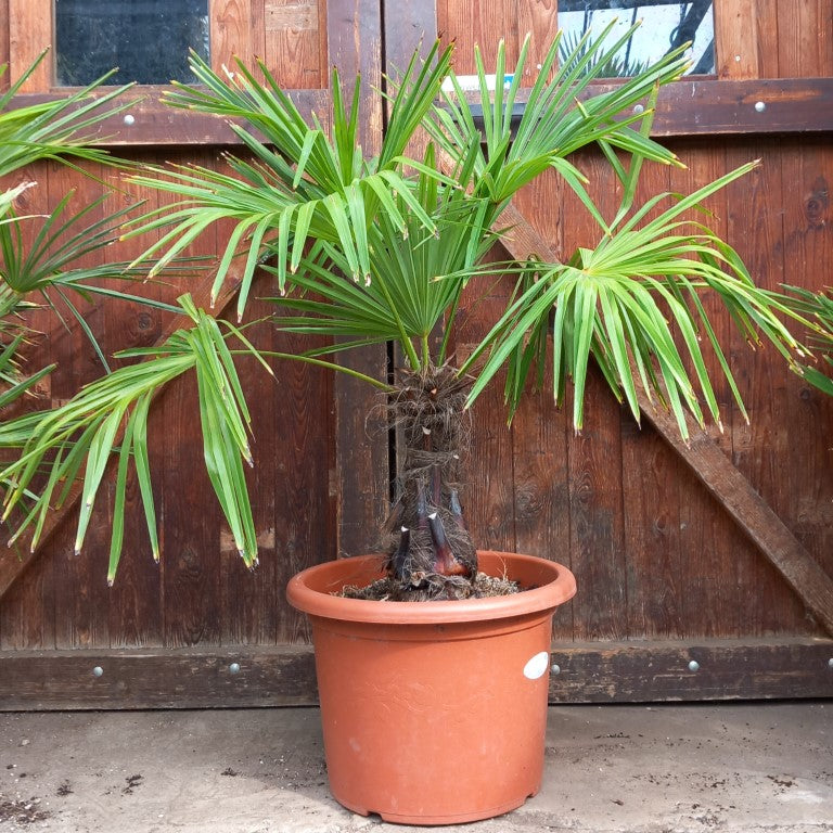 Trachycarpus fortunei, 40 cm trunk/stam