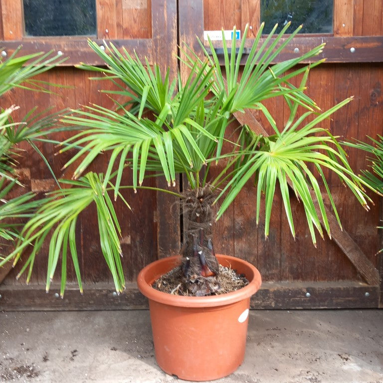 Trachycarpus fortunei, 40 cm trunk/stam