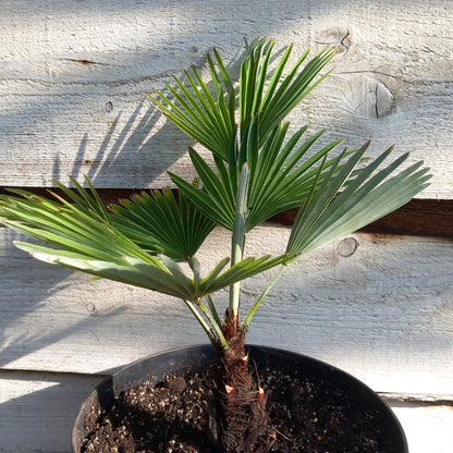 Trachycarpus princeps