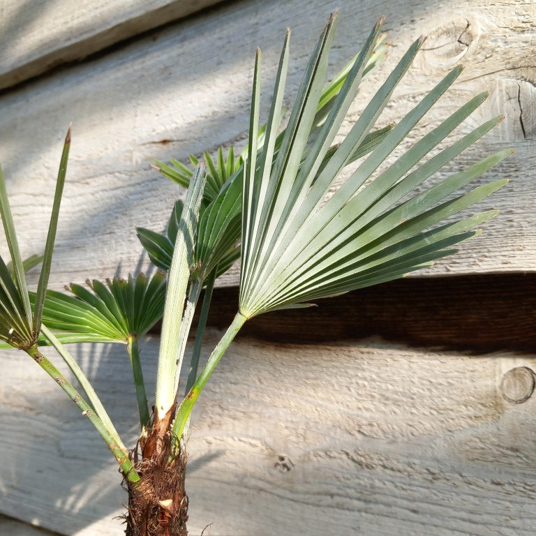 Trachycarpus princeps