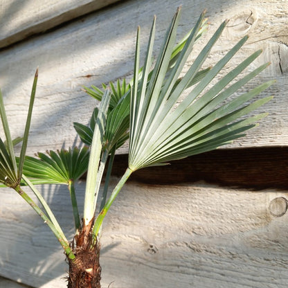Trachycarpus princeps