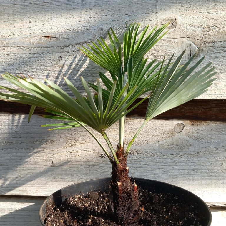 Trachycarpus princeps