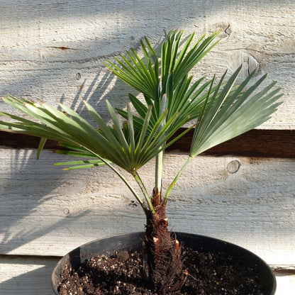 Trachycarpus princeps