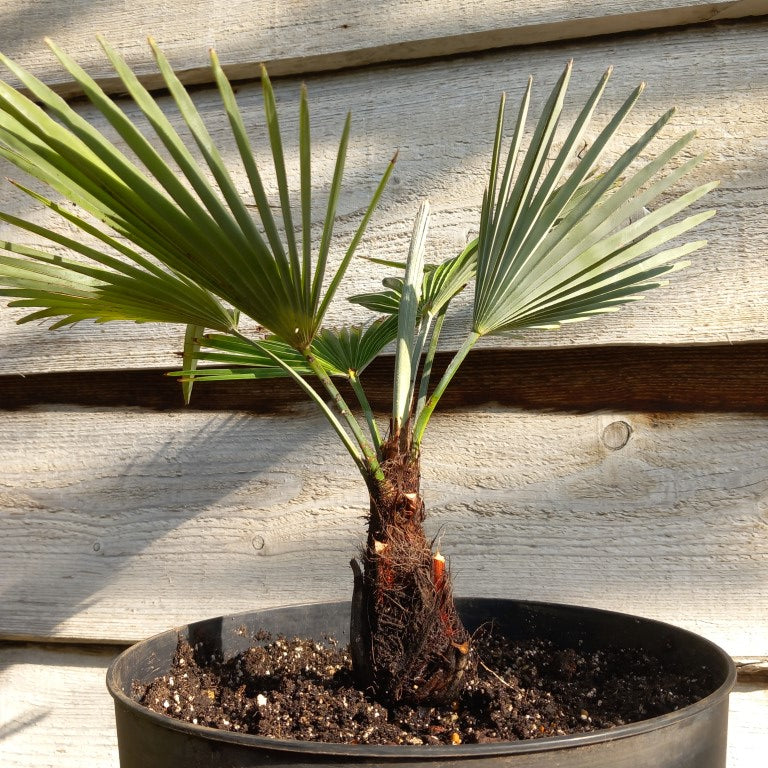 Trachycarpus princeps