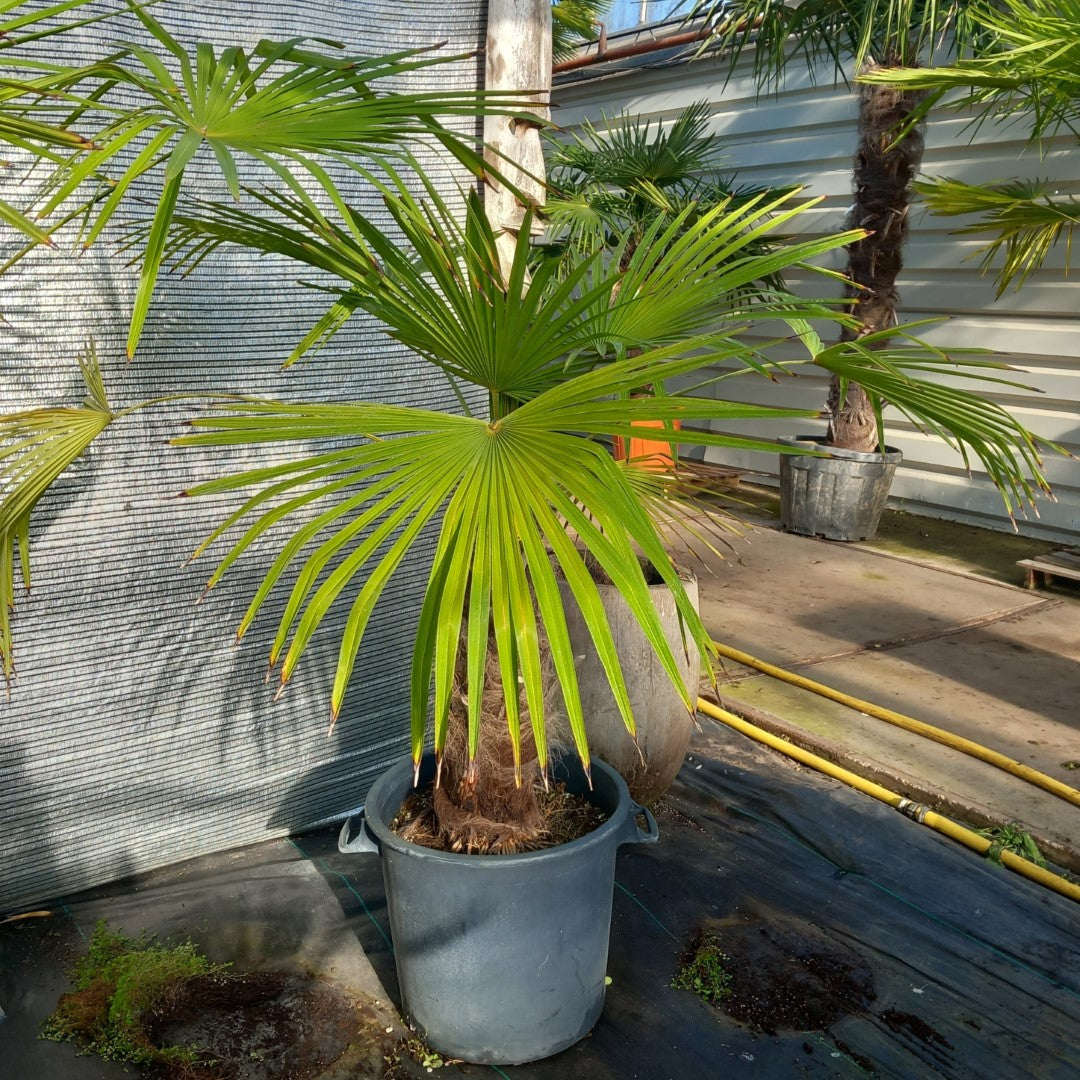 Trachycarpus winsan, trunk/stem 60 cm (No. 1)