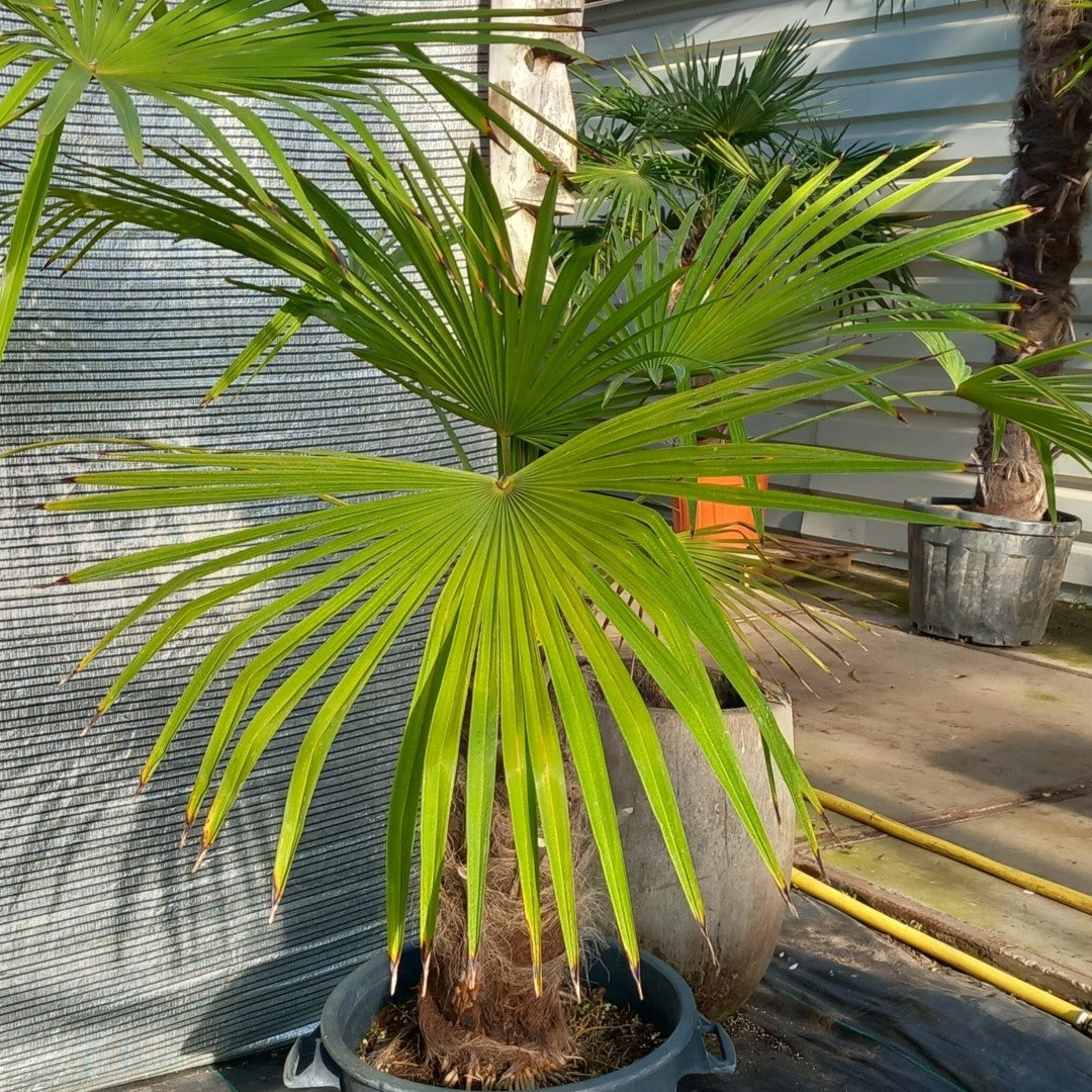 Trachycarpus winsan, trunk/stem 60 cm (No. 1)