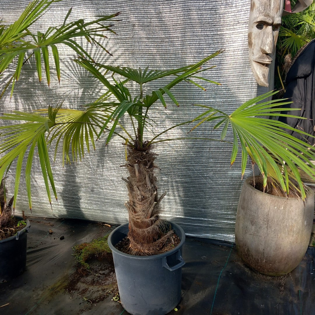 Trachycarpus winsan, trunk/stem 60 cm (No. 1)
