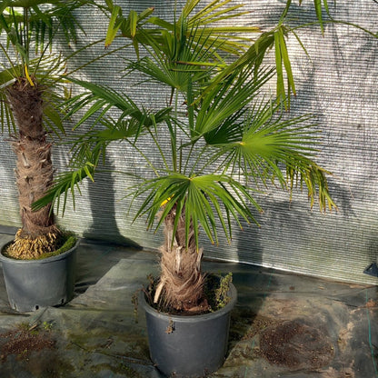Trachycarpus winsan, trunk/stem 45 cm (No. 6)