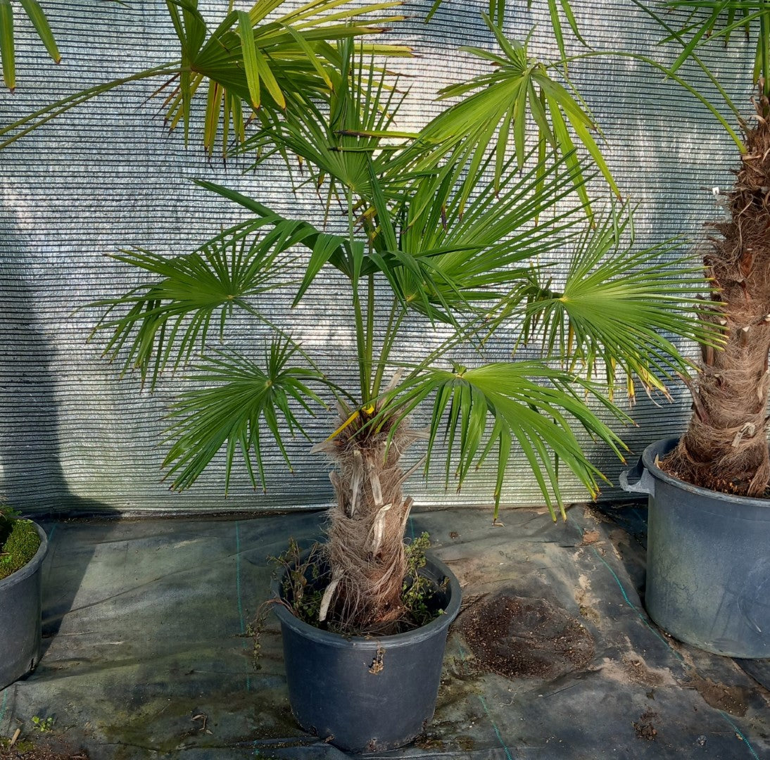 Trachycarpus winsan, trunk/stem 45 cm (No. 6)