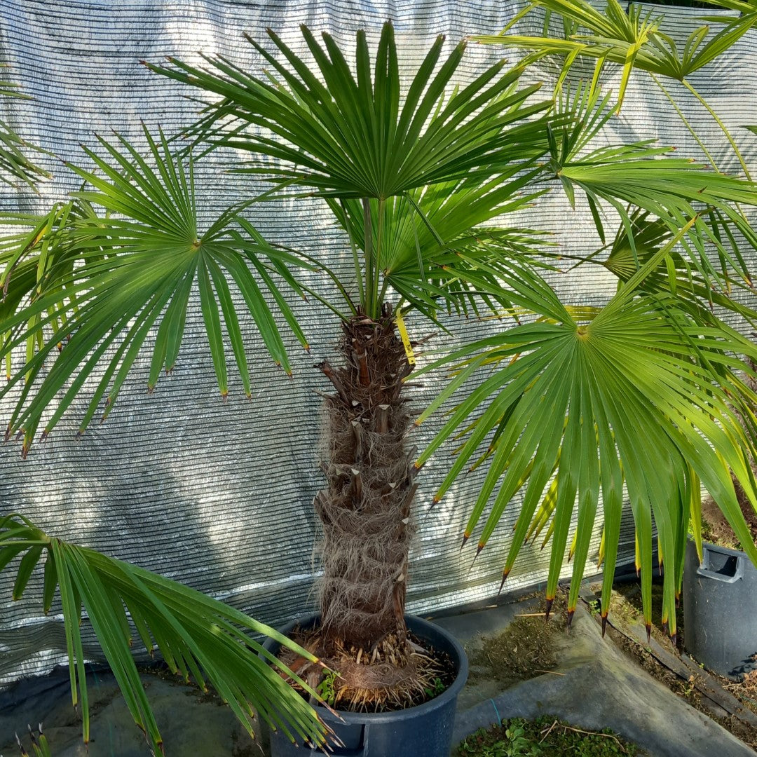 Trachycarpus winsan, trunk/stem 65 cm (No. 8)