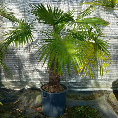 Trachycarpus winsan, trunk/stem 65 cm (No. 8)