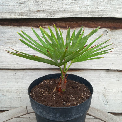 Trachycarpus hybrid: princeps x wagnerianus, stem/total 7/27/41 cm