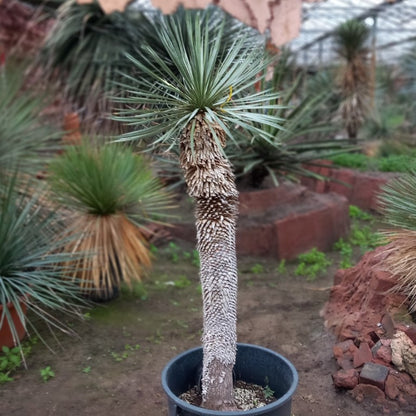 Yucca rostrata