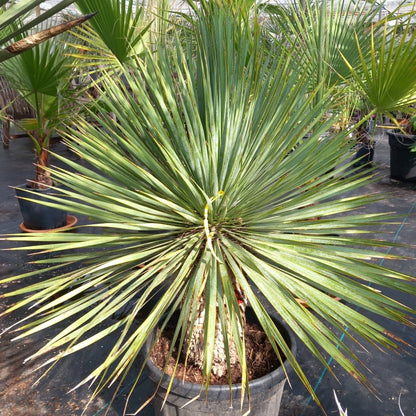 Yucca rostrata: