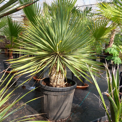 Yucca rostrata: