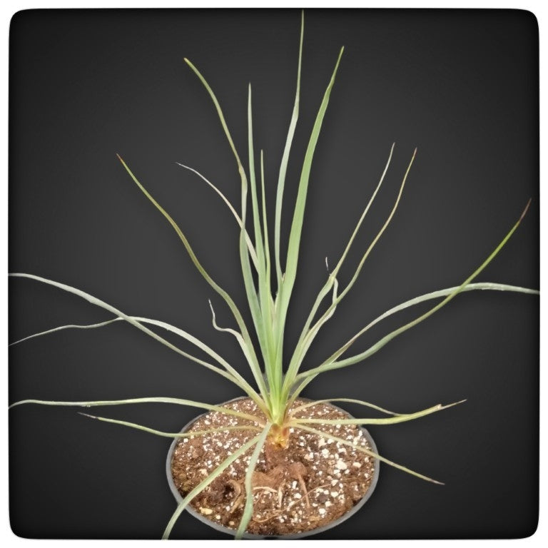 Yucca hybrid: louisianensis x reverchonii