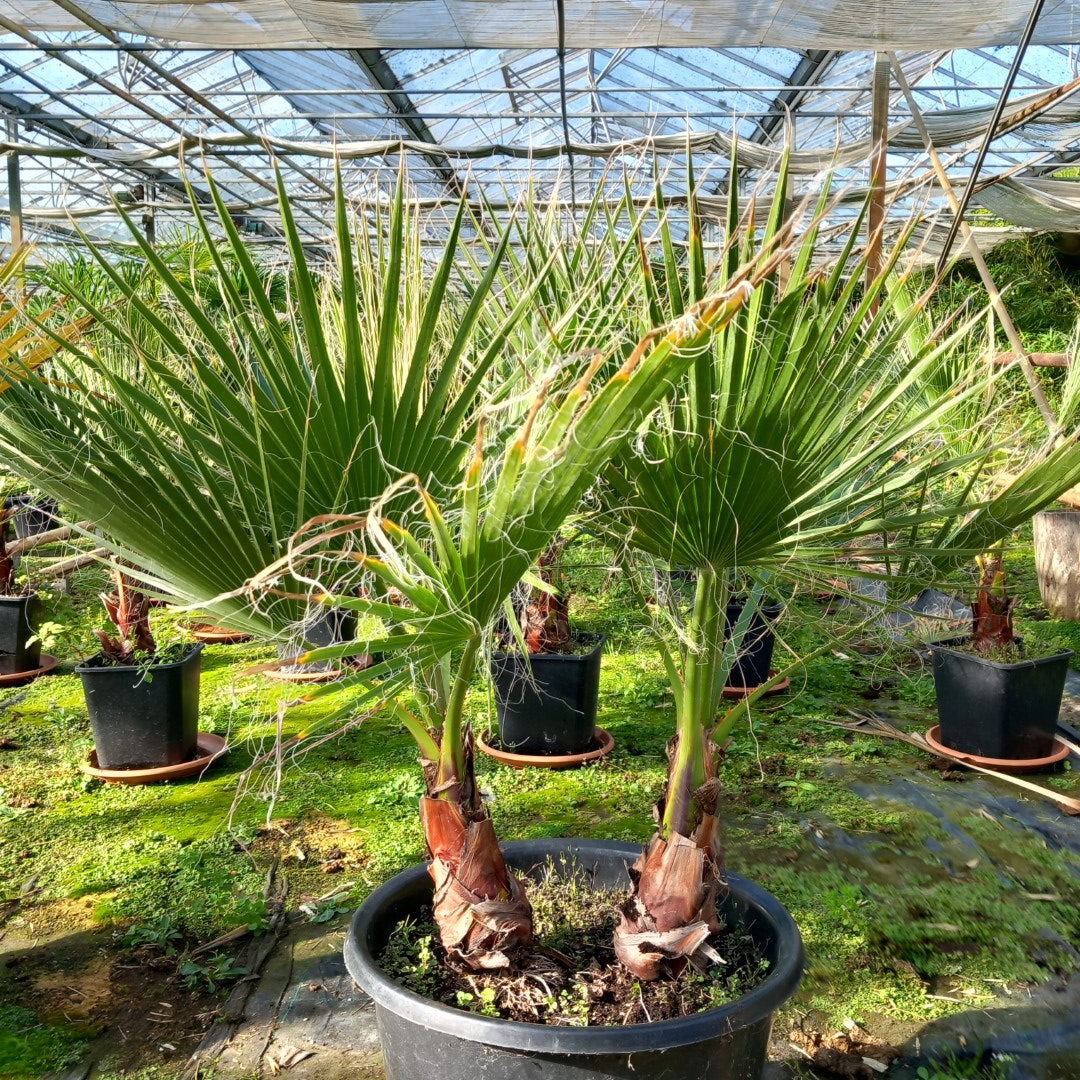 Washingtonia Robusta