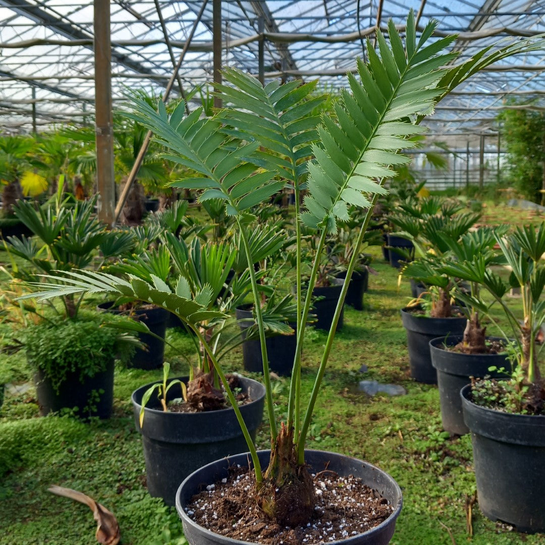 Dioon spinulosum