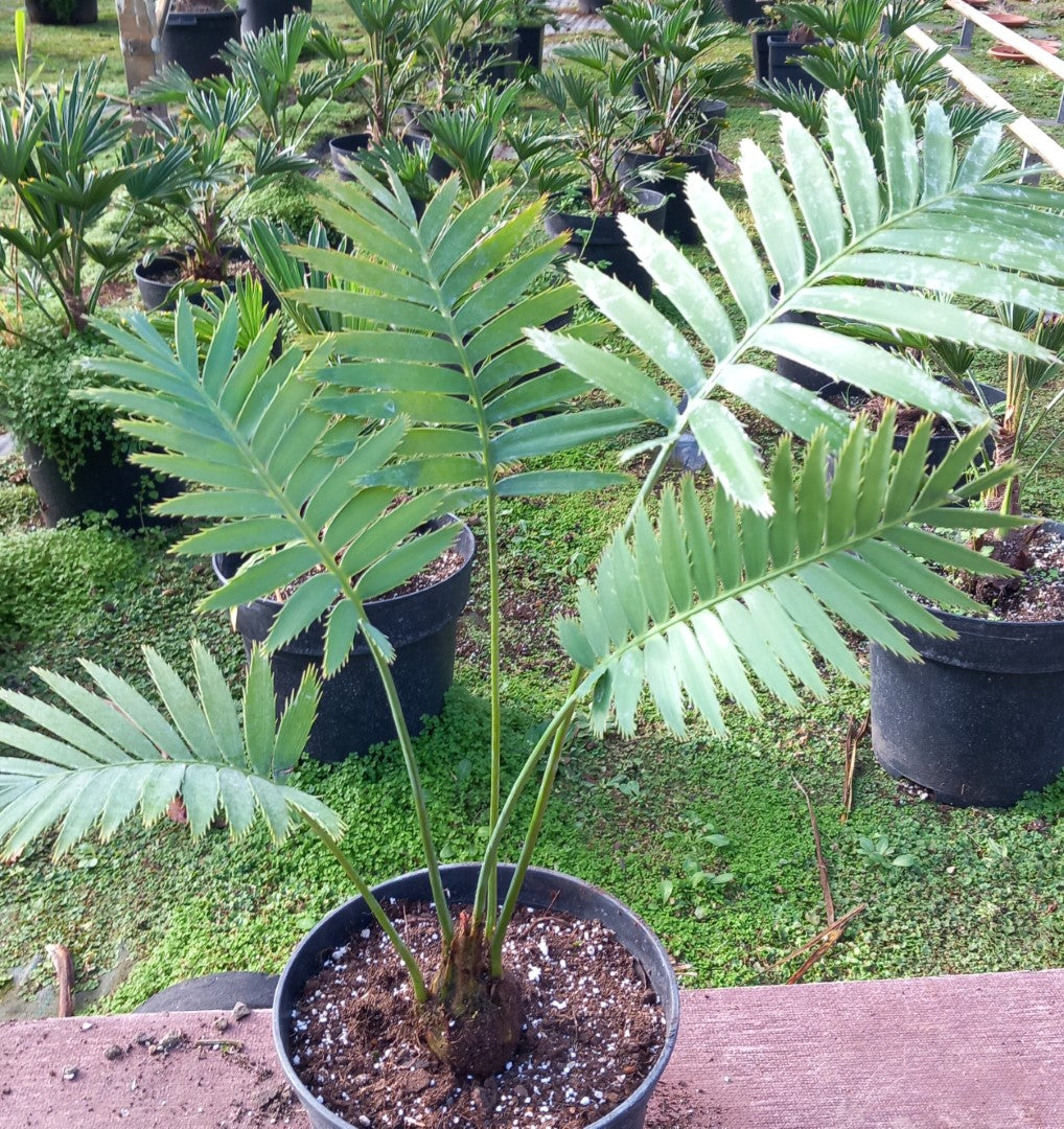 Dioon spinulosum