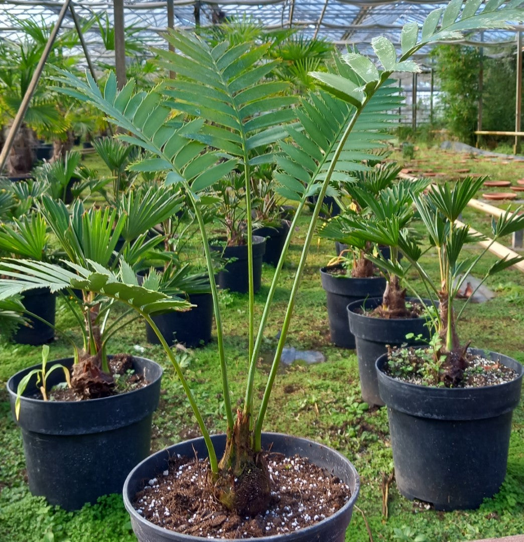 Dioon spinulosum