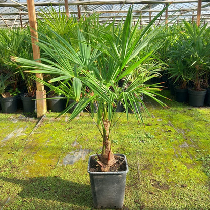 Trachycarpus fortunei