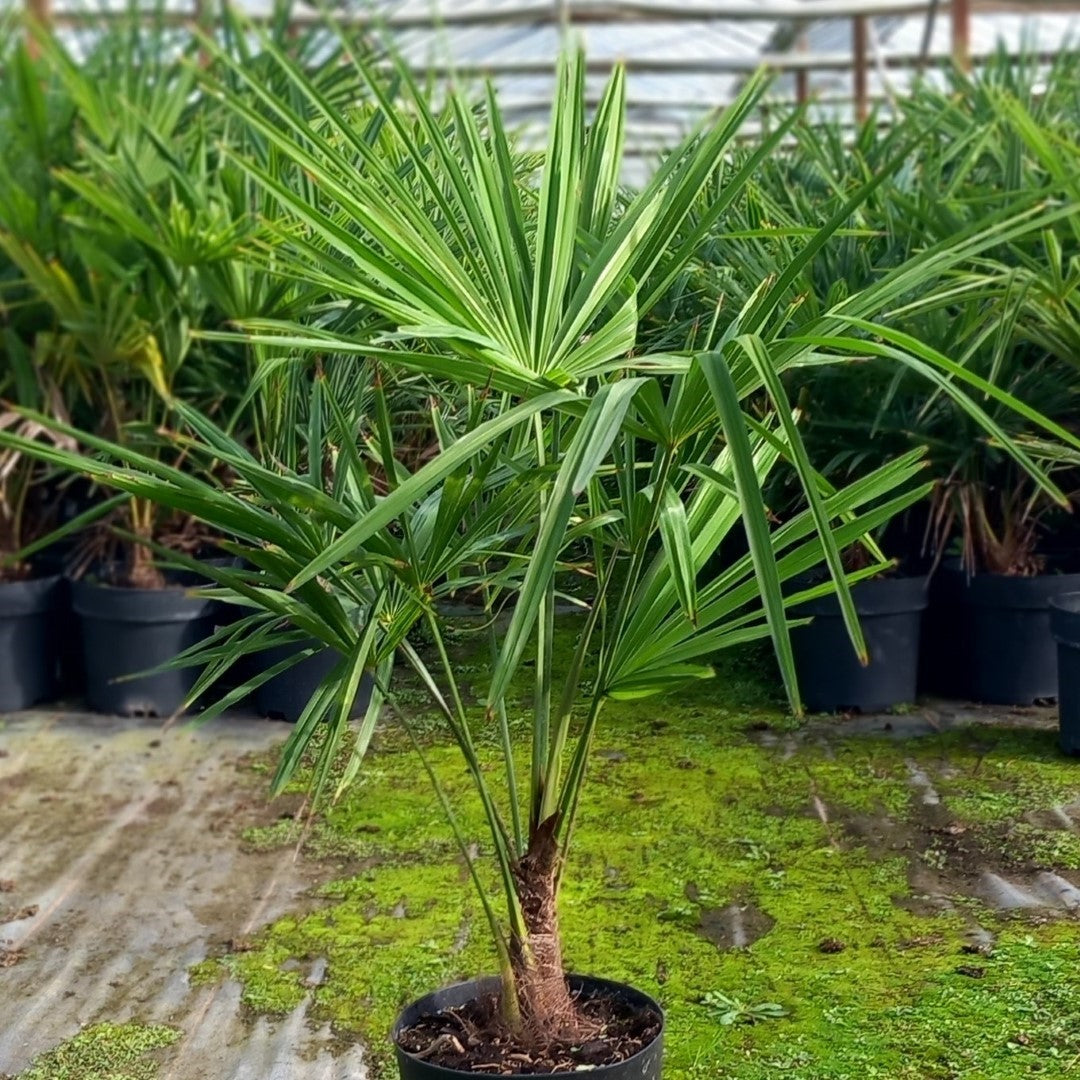 Trachycarpus Fortunei (Chusan Palm Tree) Web Garden Centre, 40% OFF