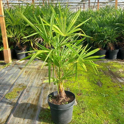 Trachycarpus fortunei